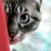 Killer cats, Cats Kill Billions of Animals, Feral cat hunting, killer house cat, Smithsonian Conservation Biology Institute feline study, Fish and Wildlife Service cat study, wild cat behavior, animal research, neuter and release programs
