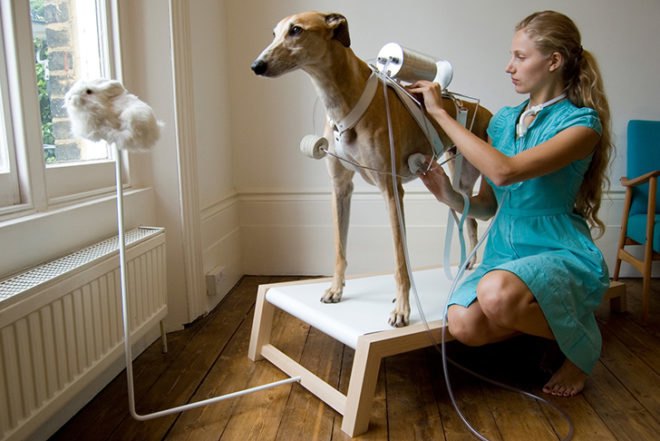 Cohen Van Balen, Dialysis Sheep, Respiratory Dog, Cohen Van Balen, Life Support, animals, dog, sheep, transgenic lamb, Animals, Design for Health