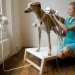 Cohen Van Balen, Dialysis Sheep, Respiratory Dog, Cohen Van Balen, Life Support, animals, dog, sheep, transgenic lamb, Animals, Design for Health