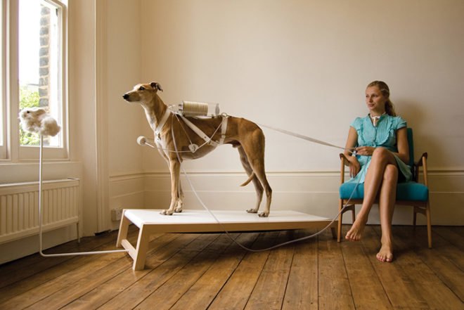 Cohen Van Balen, Dialysis Sheep, Respiratory Dog, Cohen Van Balen, Life Support, animals, dog, sheep, transgenic lamb, Animals, Design for Health