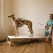 Cohen Van Balen, Dialysis Sheep, Respiratory Dog, Cohen Van Balen, Life Support, animals, dog, sheep, transgenic lamb, Animals, Design for Health