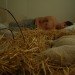 Cohen Van Balen, Dialysis Sheep, Respiratory Dog, Cohen Van Balen, Life Support, animals, dog, sheep, transgenic lamb, Animals, Design for Health