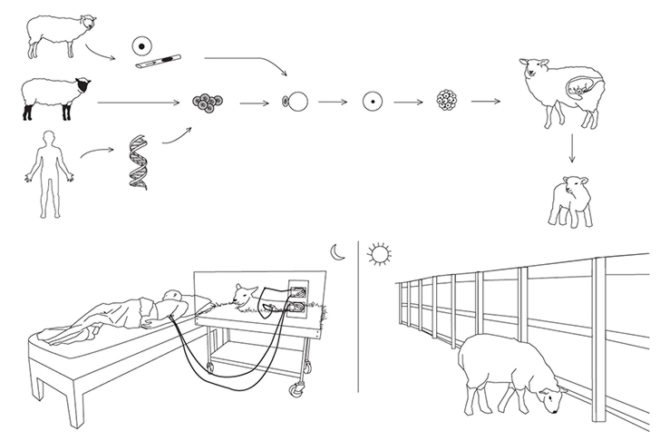 Cohen Van Balen, Dialysis Sheep, Respiratory Dog, Cohen Van Balen, Life Support, animals, dog, sheep, transgenic lamb, Animals, Design for Health