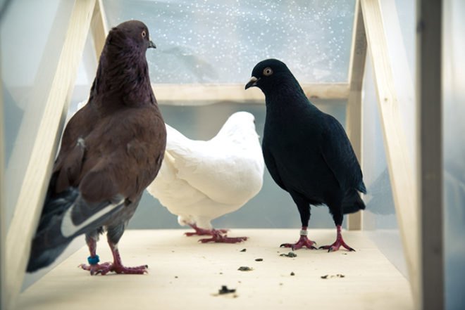 Cohen Van Balen, Dutch design, James Chappell, design probe, poop, pigeons, soap, bacteria, Animals, Art, Poo Power!