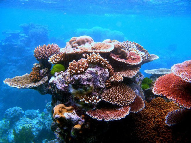 green design, eco design, sustainable design, coral reef destruction, Grand Recif of Toliara, Coral Reef madagascar, climate change, biodiversity systems indian ocean, decline of coral reefs