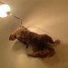 maison et objet, maison et objet 2013, eco design, sustainable design, taxidermied squirrel, DYI inspiration