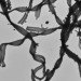 bacteria biofuels, electricity biofuels, iron eating bacteria, renewable energy sources, biofuels, biotechnological study, biotechnology, BioTechnology Institute University of Minnesota, iron-oxidizing bacteria, green technology, clean energy, scientific study