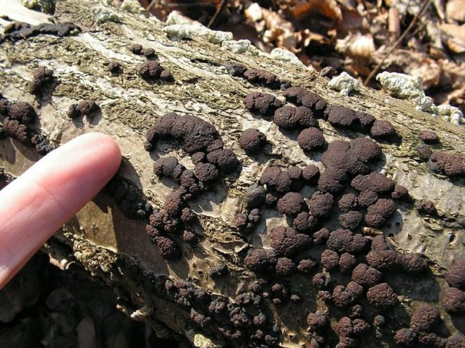 fungi, fungus, mold, plants, ethanol, biofuels, Volatile Organic Compounds, VOCs, Montana State University, hydrocarbons, sustainable fuel