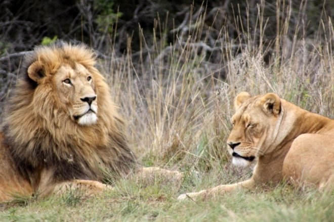 sport hunting, lions, leopards, zambia, botswana, kenya, poaching, african conservation, africa, david attenborough, endangered wild cats, wild cats, hunting ban,