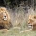 sport hunting, lions, leopards, zambia, botswana, kenya, poaching, african conservation, africa, david attenborough, endangered wild cats, wild cats, hunting ban,