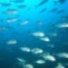 plymouth university, UK Marine Biological Association, plastic contamination, UK fish, plastic fish, rayon, synthetic plastic, plastic poison, marine wildlife, british water, ecosystems, plastic traces, fish,