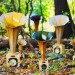 Speciment, horn speaker, custom instruments, recycled materials, sustainable, handmade, Chicago, Andrew Bird, Ian Schneller, electronics