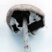 green design, eco design, sustainable design, Takashi Homma, Radioactive mushrooms, Fukushima, Fukushima Forest, Tanaka Yoshihisa, Mushrooms of the FOrest