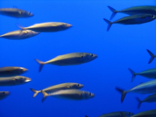 plymouth university, UK Marine Biological Association, plastic contamination, UK fish, plastic fish, rayon, synthetic plastic, plastic poison, marine wildlife, british water, ecosystems, plastic traces, fish,