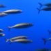 plymouth university, UK Marine Biological Association, plastic contamination, UK fish, plastic fish, rayon, synthetic plastic, plastic poison, marine wildlife, british water, ecosystems, plastic traces, fish,