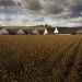 Vejlskovgaard Stable, Odder, Denmark, dairy cows, club med for dairy cows, milk, farm, design, sustainable design, ventilation, eco design, daylighting, natural light