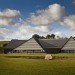 Vejlskovgaard Stable, Odder, Denmark, dairy cows, club med for dairy cows, milk, farm, design, sustainable design, ventilation, eco design, daylighting, natural light
