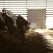 Vejlskovgaard Stable, Odder, Denmark, dairy cows, club med for dairy cows, milk, farm, design, sustainable design, ventilation, eco design, daylighting, natural light