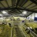 Vejlskovgaard Stable, Odder, Denmark, dairy cows, club med for dairy cows, milk, farm, design, sustainable design, ventilation, eco design, daylighting, natural light