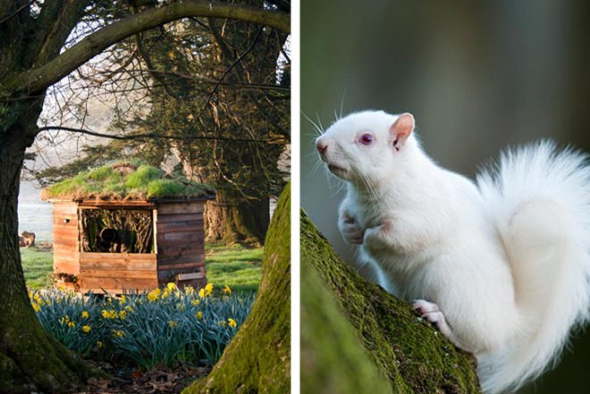 Victor Manuel Fleites Escobar, white squirrel, Brockwood Park School, Conservationist, moss, local wood, shed, woodland, Animals, Architecture, Green Materials,
