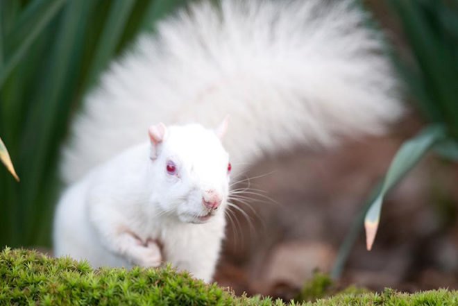 Victor Manuel Fleites Escobar, white squirrel, Brockwood Park School, Conservationist, moss, local wood, shed, woodland, Animals, Architecture, Green Materials,