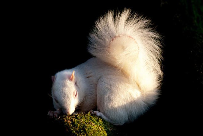 Victor Manuel Fleites Escobar, white squirrel, Brockwood Park School, Conservationist, moss, local wood, shed, woodland, Animals, Architecture, Green Materials,