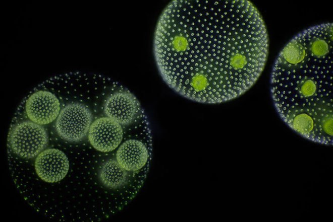 algae, cal poly san luis obispo, california, atg, biofuel, department of energy, wastewater, power, microscopic