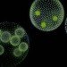algae, cal poly san luis obispo, california, atg, biofuel, department of energy, wastewater, power, microscopic