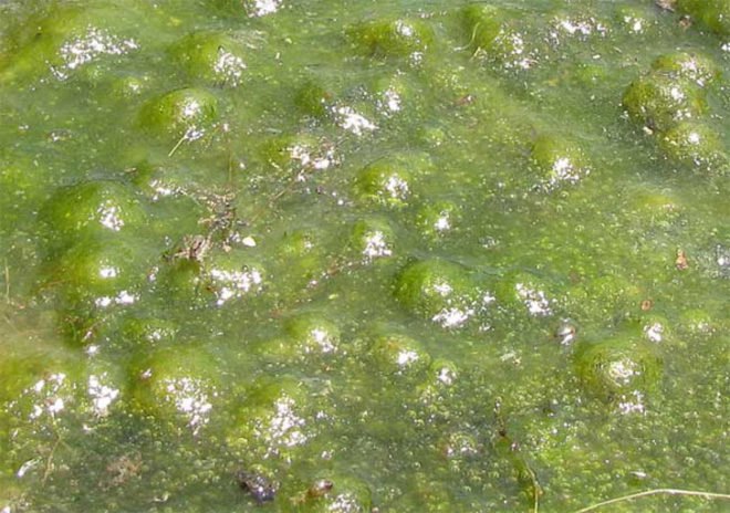 algae, cal poly san luis obispo, california, atg, biofuel, department of energy, wastewater, power