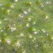 algae, cal poly san luis obispo, california, atg, biofuel, department of energy, wastewater, power