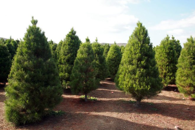 douglas fir, needles, bionanocomposite, sterilize, medical devices, nano devices