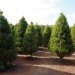 douglas fir, needles, bionanocomposite, sterilize, medical devices, nano devices