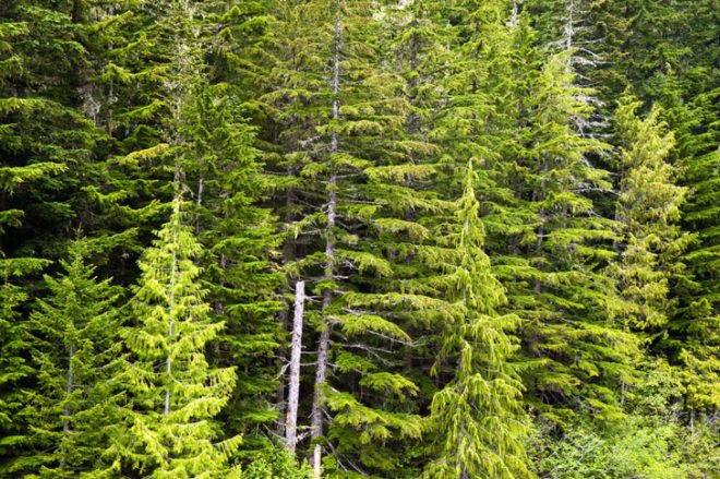 douglas fir, needles, bionanocomposite, sterilize, medical devices, nano devices
