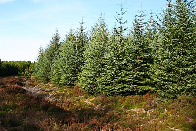 douglas fir, needles, bionanocomposite, sterilize, medical devices, nano devices