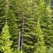 douglas fir, needles, bionanocomposite, sterilize, medical devices, nano devices