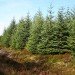 douglas fir, needles, bionanocomposite, sterilize, medical devices, nano devices