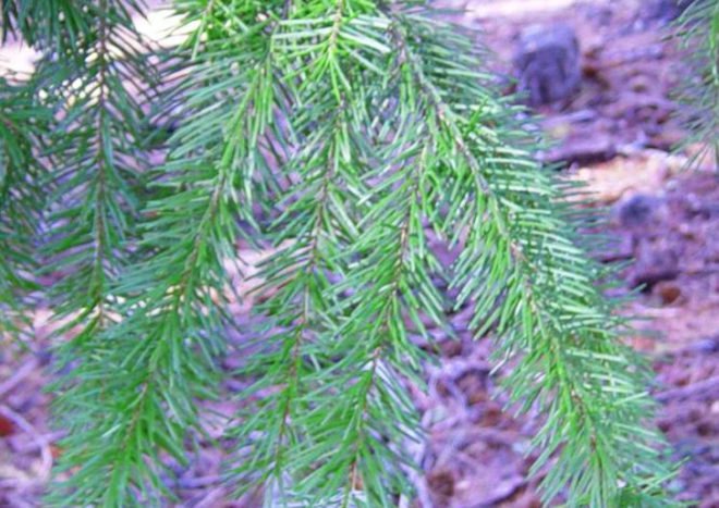 douglas fir, needles, bionanocomposite, sterilize, medical devices, nano devices