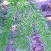 douglas fir, needles, bionanocomposite, sterilize, medical devices, nano devices