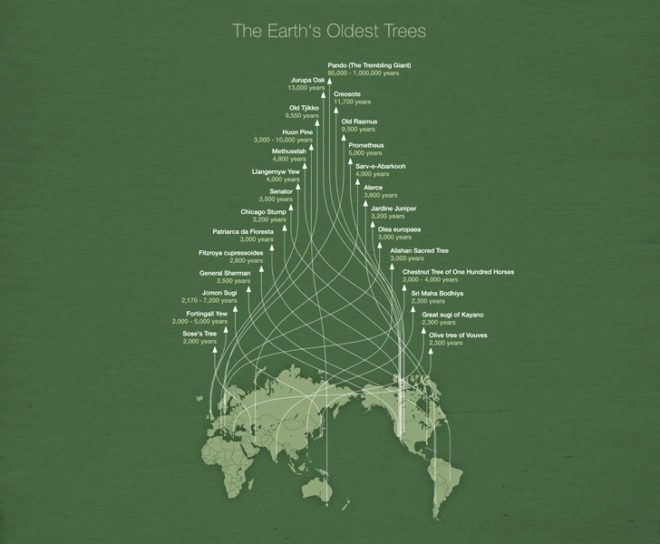 World's Oldest Trees, Michael Paukner, ecological research, tree declining, trees dying off fast, australia university, sustainable design