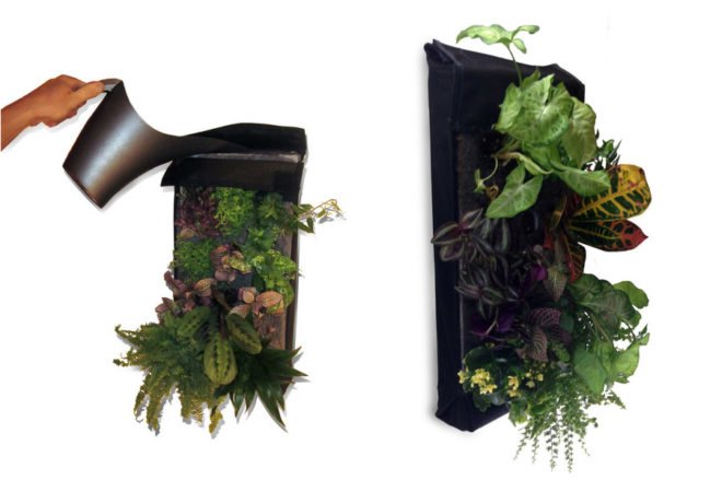 farm buddy, green wall, green wall kit, grow your own green wall, living wall, living wall kit, plant wall, vertical garden, home vertical garden, vertical garden kit