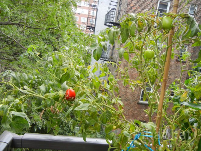 flowerbox duplex, flower box duplex, amazing homes nyc, nyc homes, beautiful homes nyc, nyc green home, vertical garden, pond in living room, green design, eco design, green wall, ny interior design, interior design, cool nyc apartments, dwell, city modern home tours, pulltab design