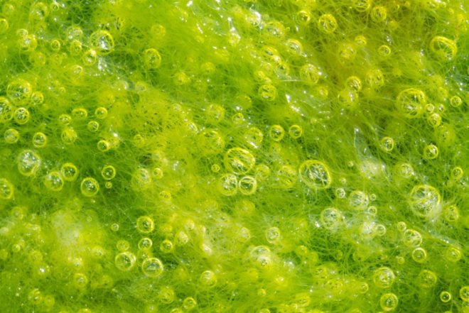 algae, cal poly san luis obispo, california, atg, biofuel, department of energy, wastewater, power
