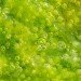 algae, cal poly san luis obispo, california, atg, biofuel, department of energy, wastewater, power