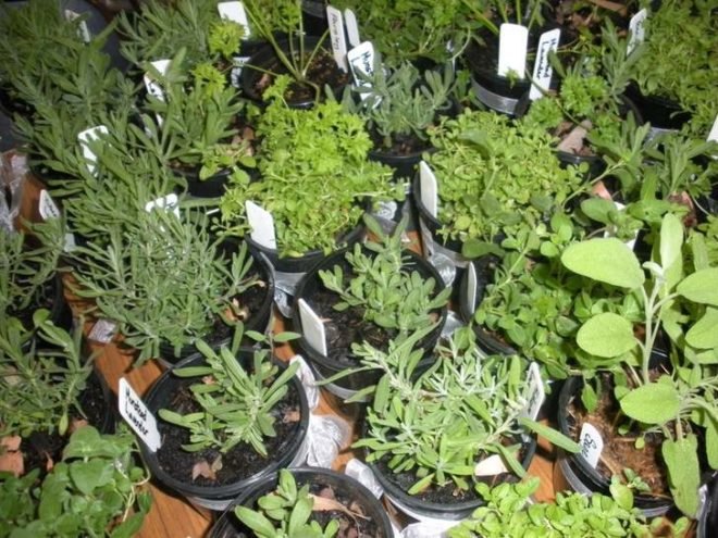 plants, sharing, gardening, saving, sustainable gardening, gardens, community, plantcatching, unwated garden supplie