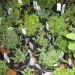 plants, sharing, gardening, saving, sustainable gardening, gardens, community, plantcatching, unwated garden supplie
