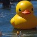 rubber duck, sydney, australia, florentijn hofman, installation, sydney festival