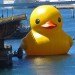 rubber duck, sydney, australia, florentijn hofman, installation, sydney festival