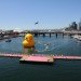 rubber duck, sydney, australia, florentijn hofman, installation, sydney festival