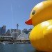 rubber duck, sydney, australia, florentijn hofman, installation, sydney festival