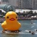 rubber duck, sydney, australia, florentijn hofman, installation, sydney festival